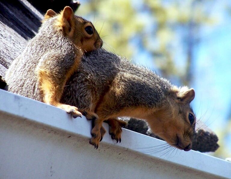 6 Signs You May Have Squirrels in Your Attic or Roof