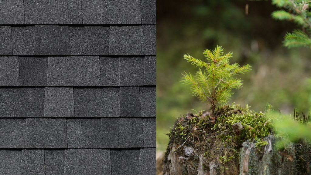 Sustainable Roofing Solutions for Eco-Friendly Homeowners